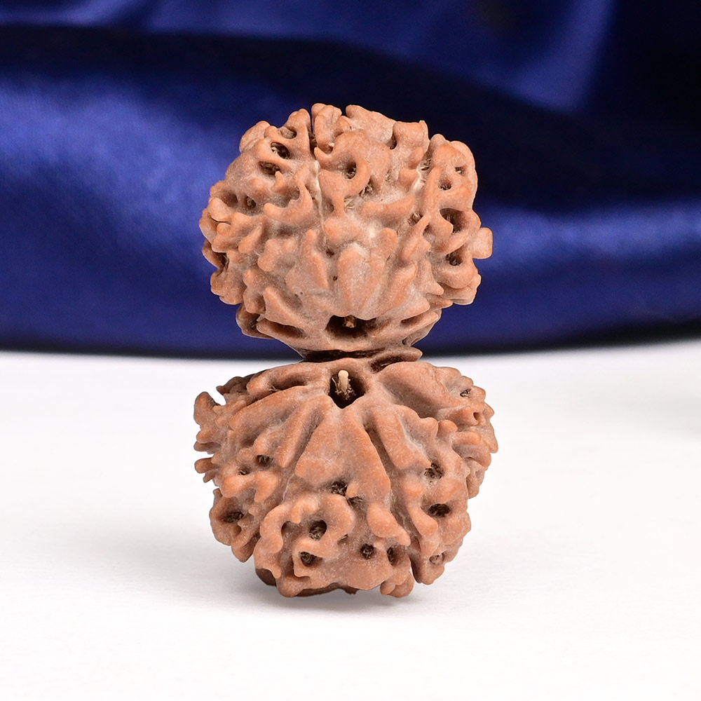 Gauri Shankar 10 Mukhi from Nepal - XLVII