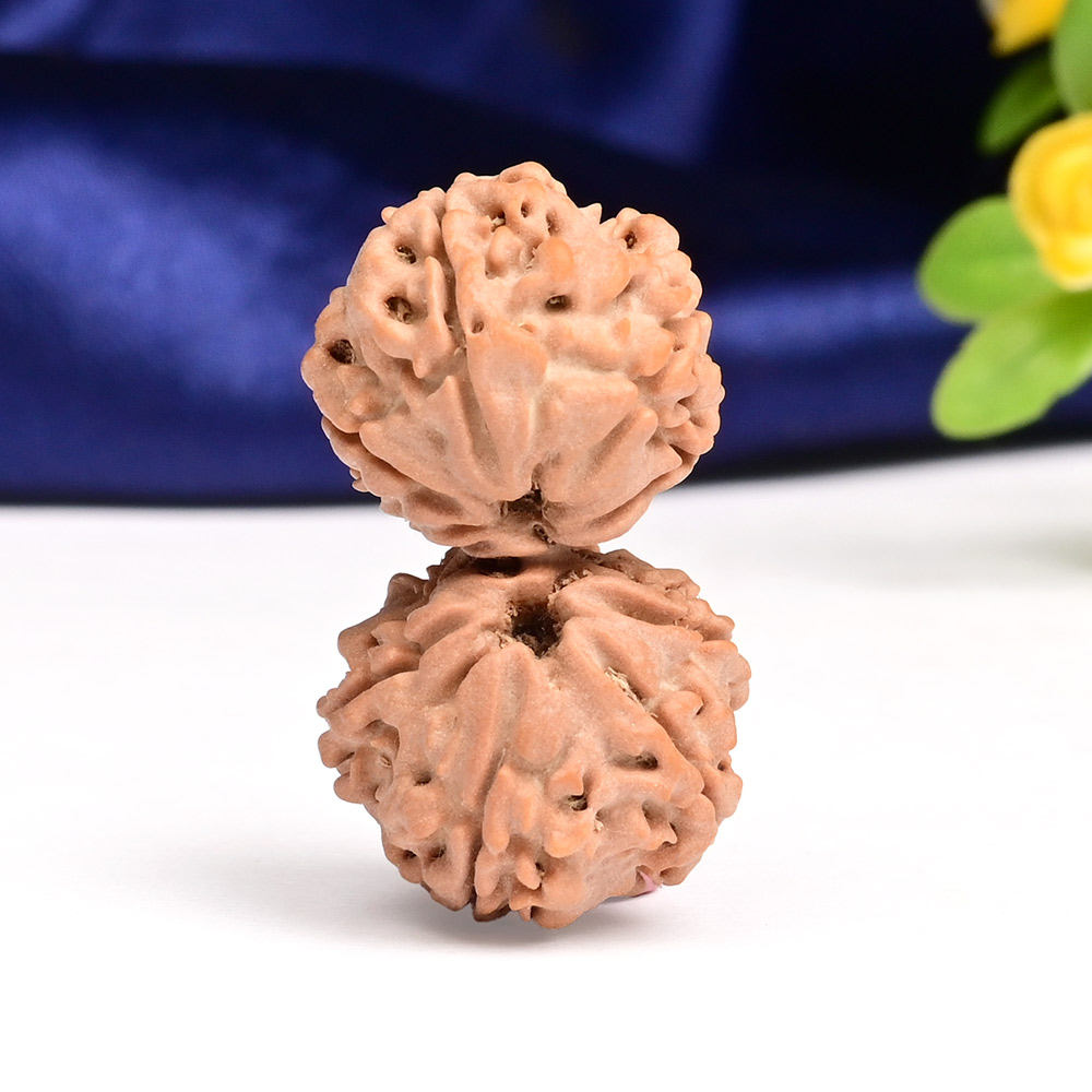 Gauri Shankar 10 Mukhi from Nepal - L