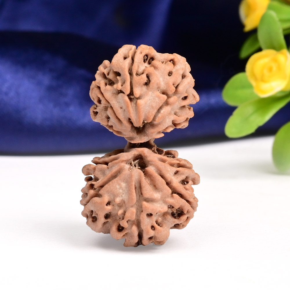 Gauri Shankar 10 Mukhi Large from Nepal - XXV