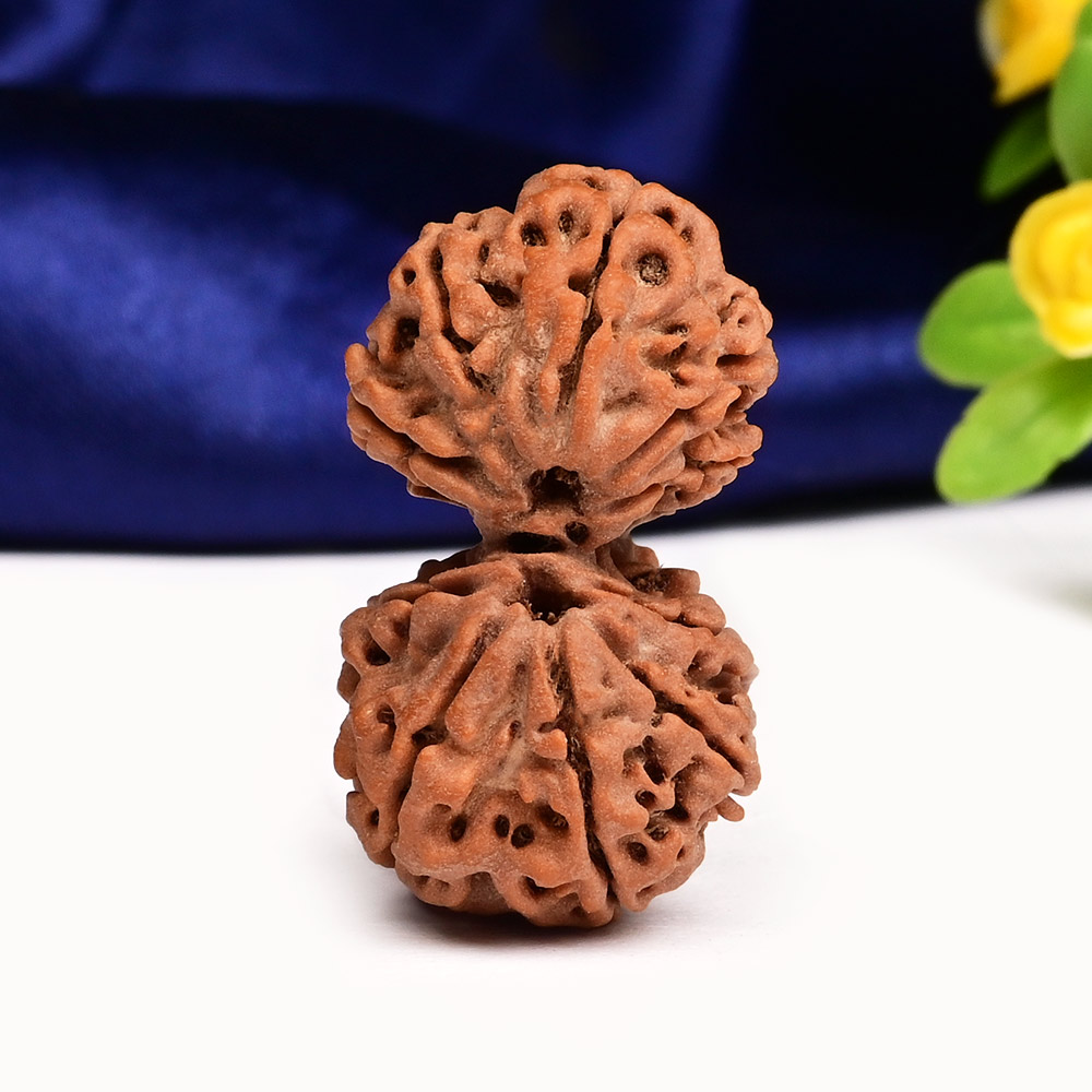 Gauri Shankar 10 Mukhi Large from Nepal - XXI