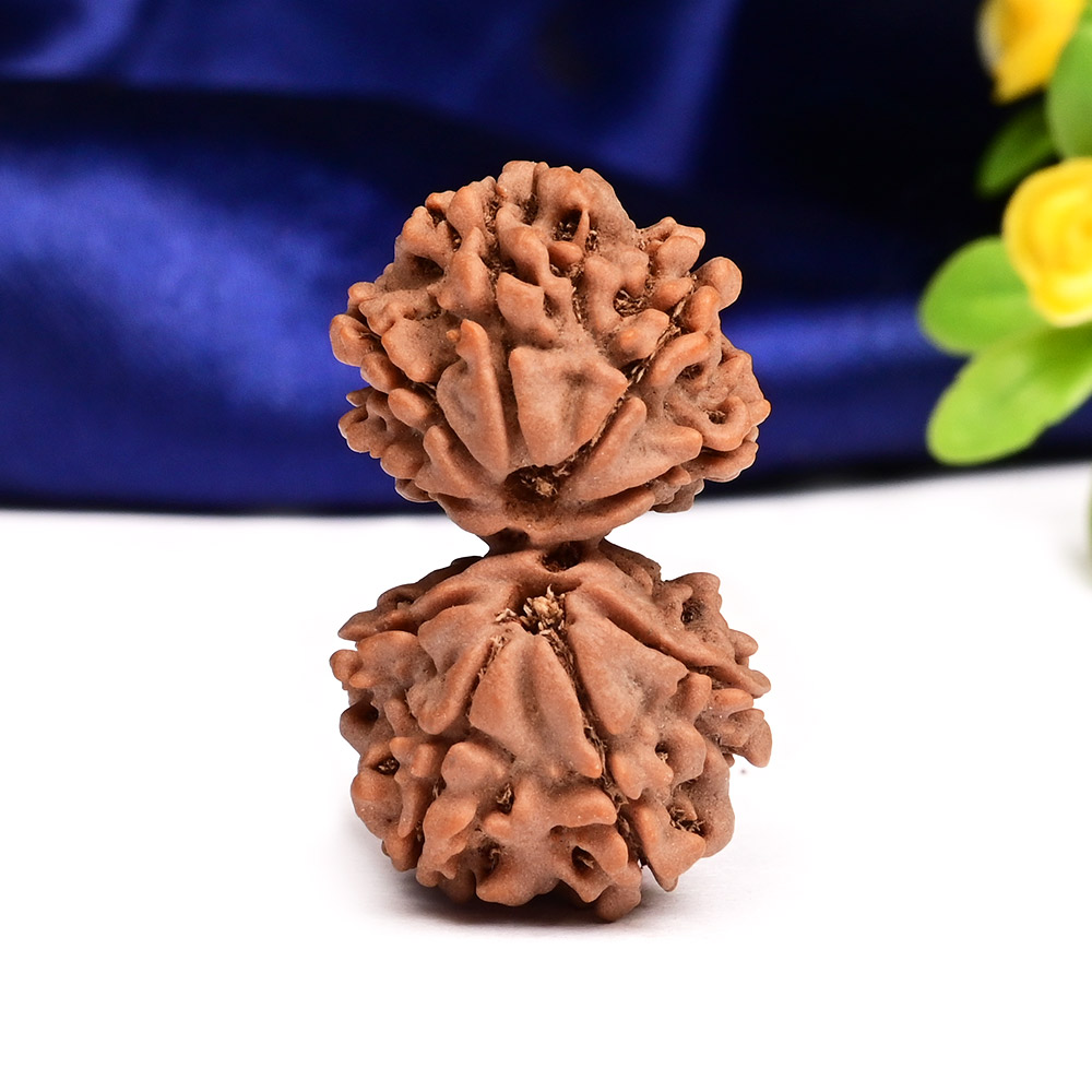 Gauri Shankar 10 Mukhi Large from Nepal - XXII