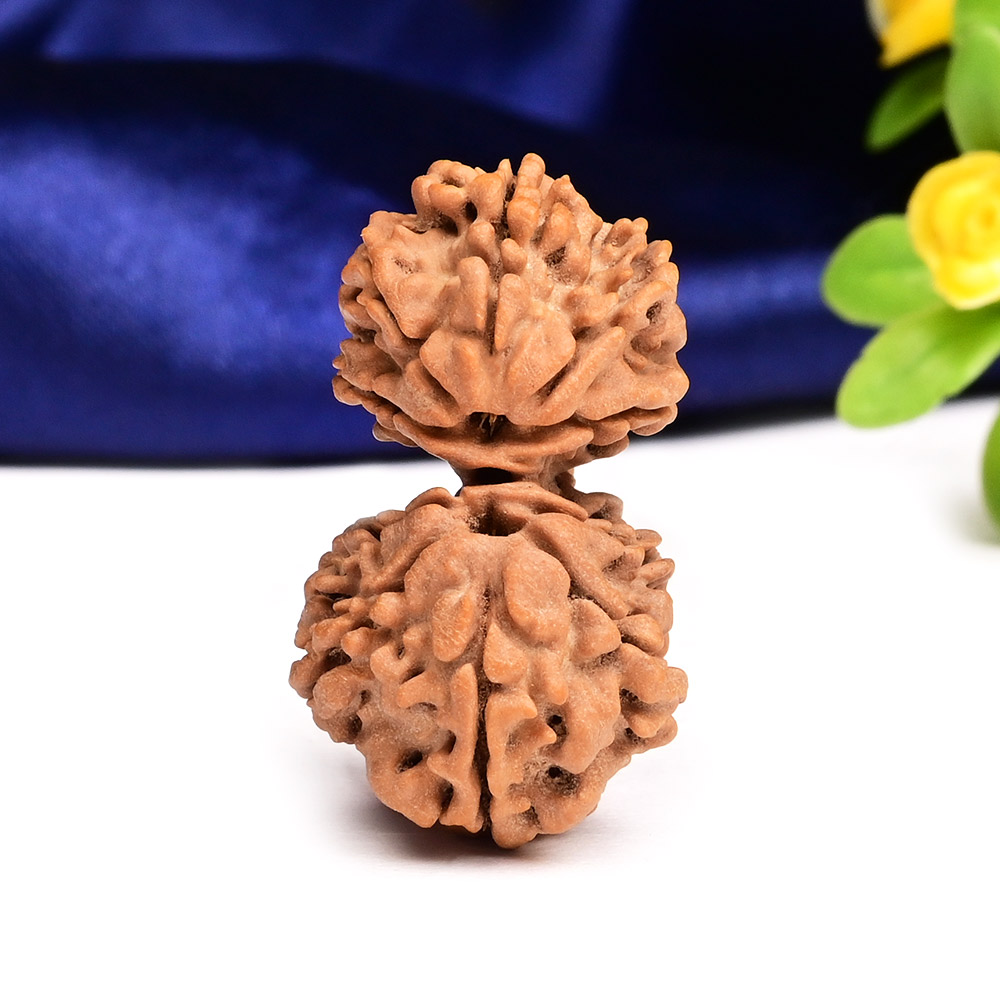 Gauri Shankar 10 Mukhi Large from Nepal - XXIII