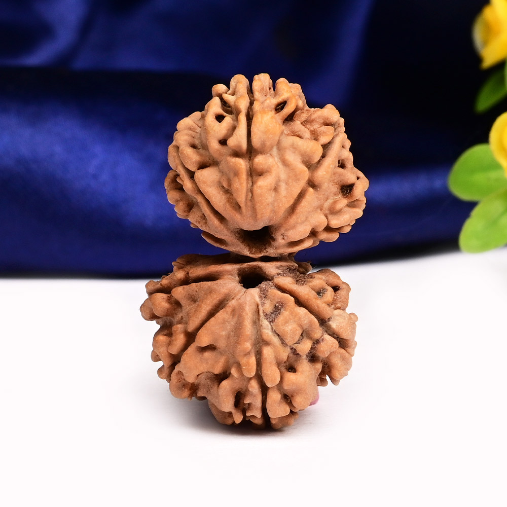 Gauri Shankar 10 Mukhi Large from Nepal - XXIV