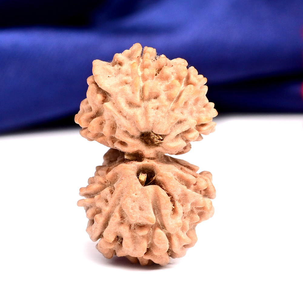 Gauri Shankar 11 Mukhi from Nepal - LVIII