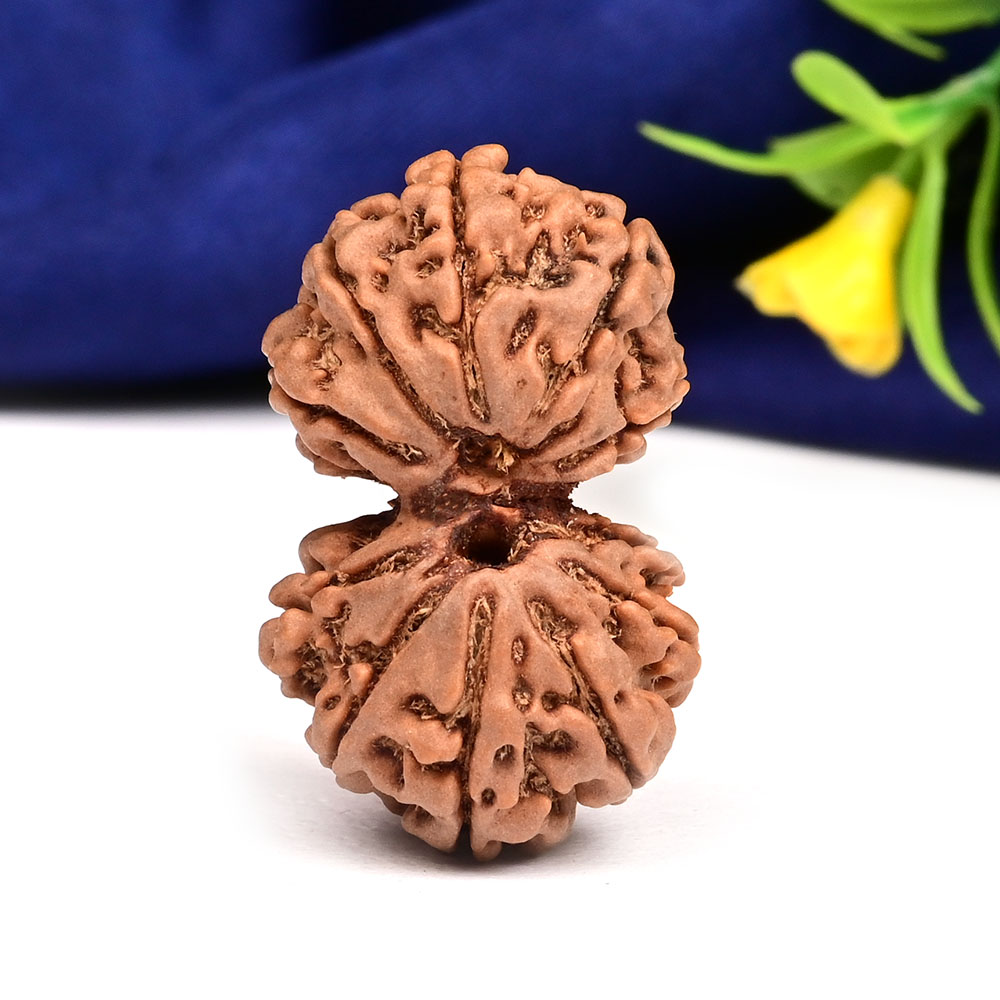 Gauri Shankar 11 Mukhi from Nepal - LXIII