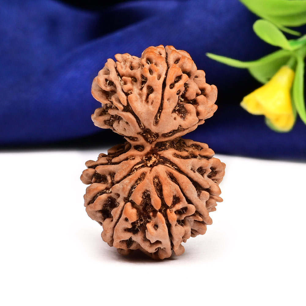 Gauri Shankar 11 Mukhi Large from Nepal - XIV