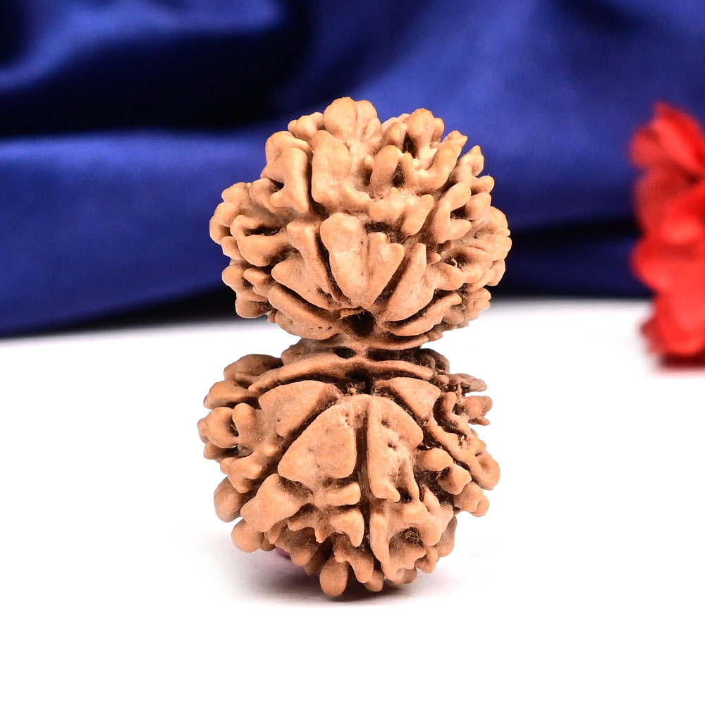 Gauri Shankar 11 Mukhi Large from Nepal - XV