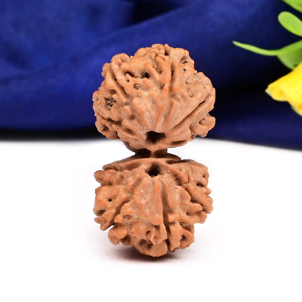 Gauri Shankar 11 Mukhi Large from Nepal - XVI