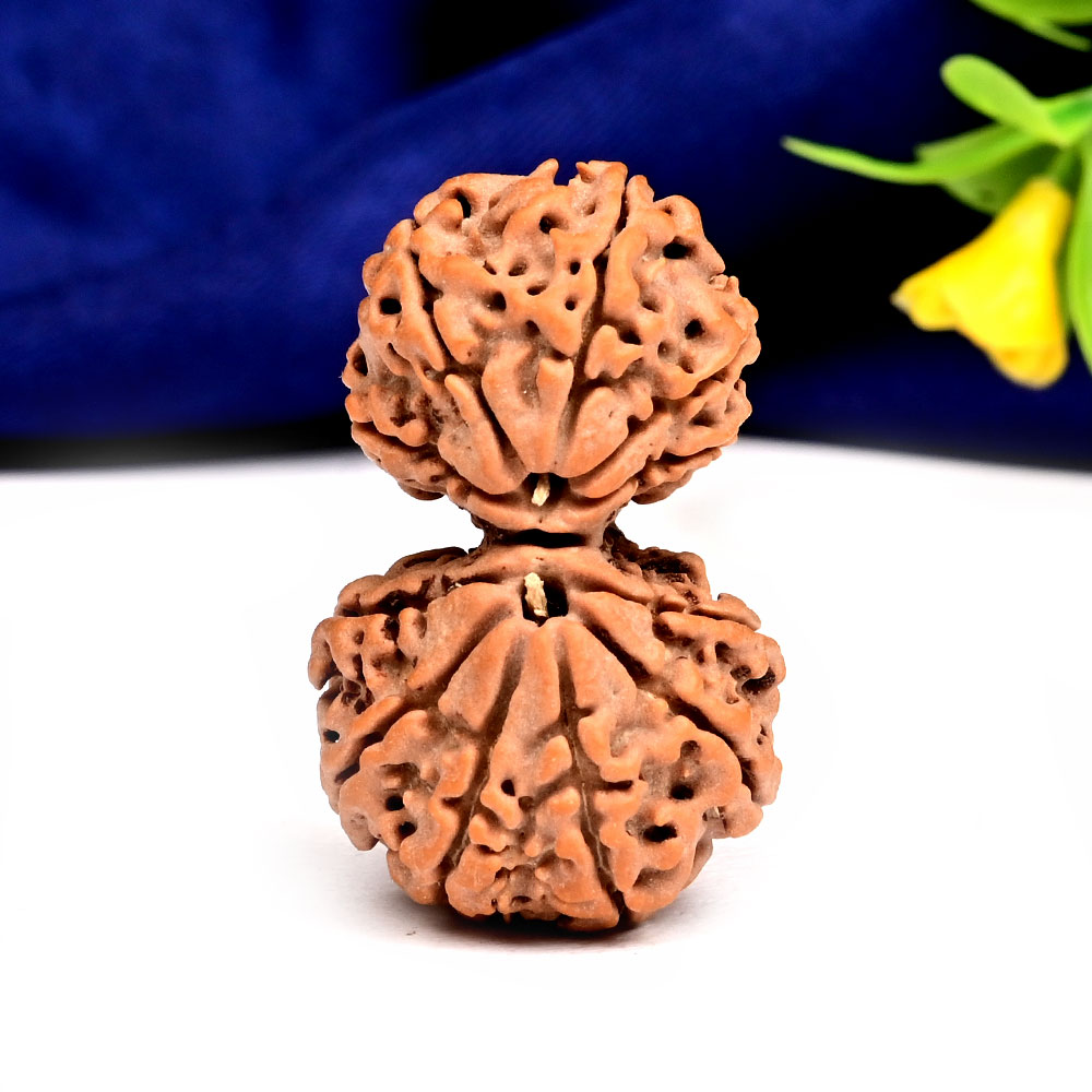 Gauri Shankar 11 Mukhi Large from Nepal - XVII