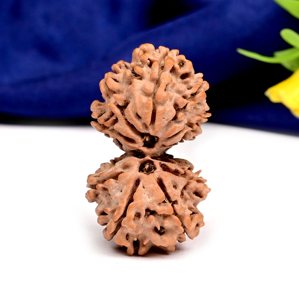 Gauri Shankar 11 Mukhi Large from Nepal - XVIII