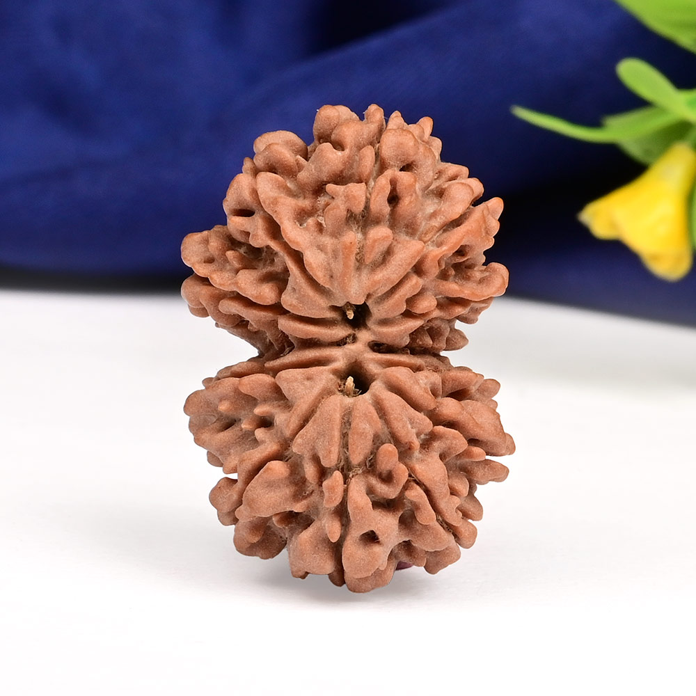 Gauri Shankar 12 Mukhi Large from Nepal - IV