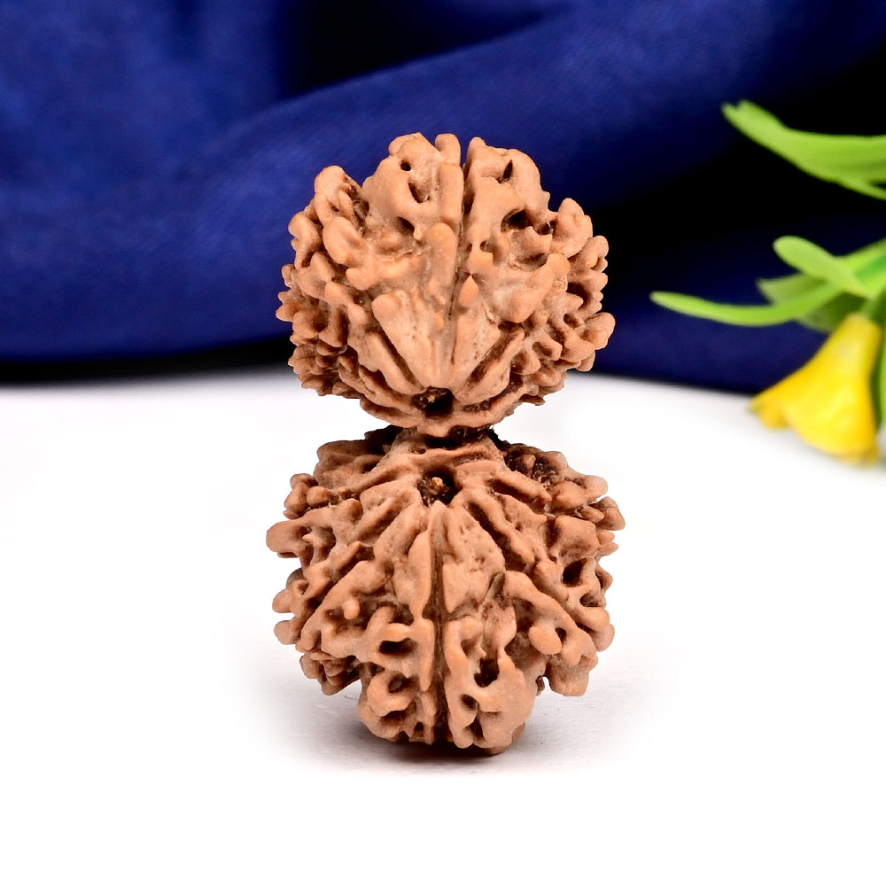 Gauri Shankar 12 Mukhi Large from Nepal - V