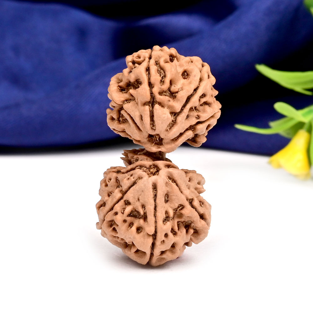 Gauri Shankar 12 Mukhi Large from Nepal - VI