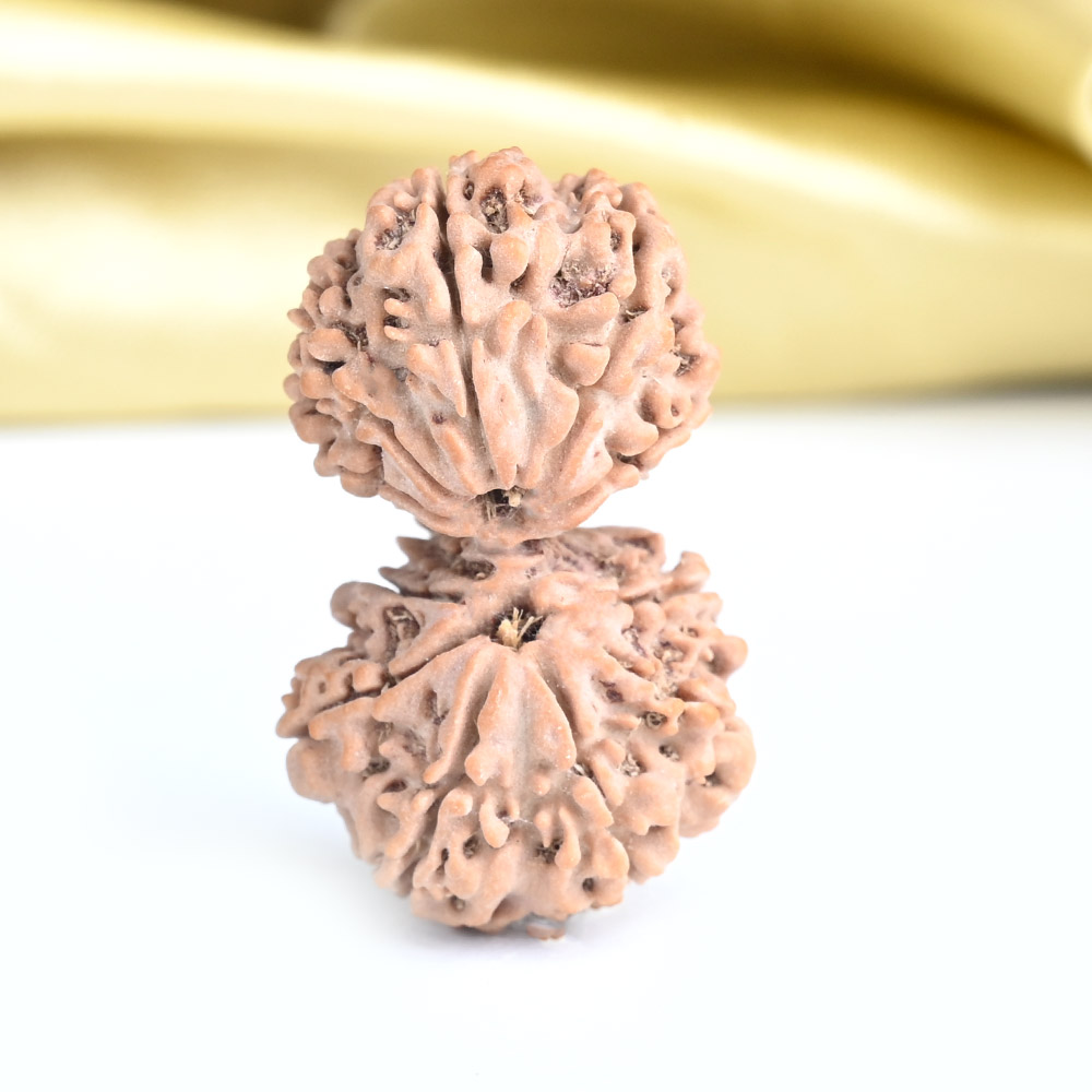 Gauri Shankar 13 Mukhi from Nepal - II