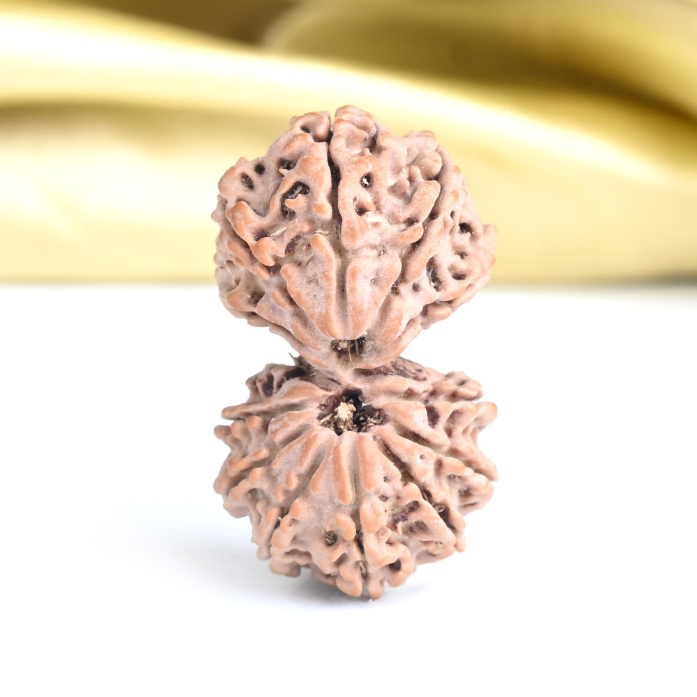 Gauri Shankar 13 Mukhi from Nepal - III