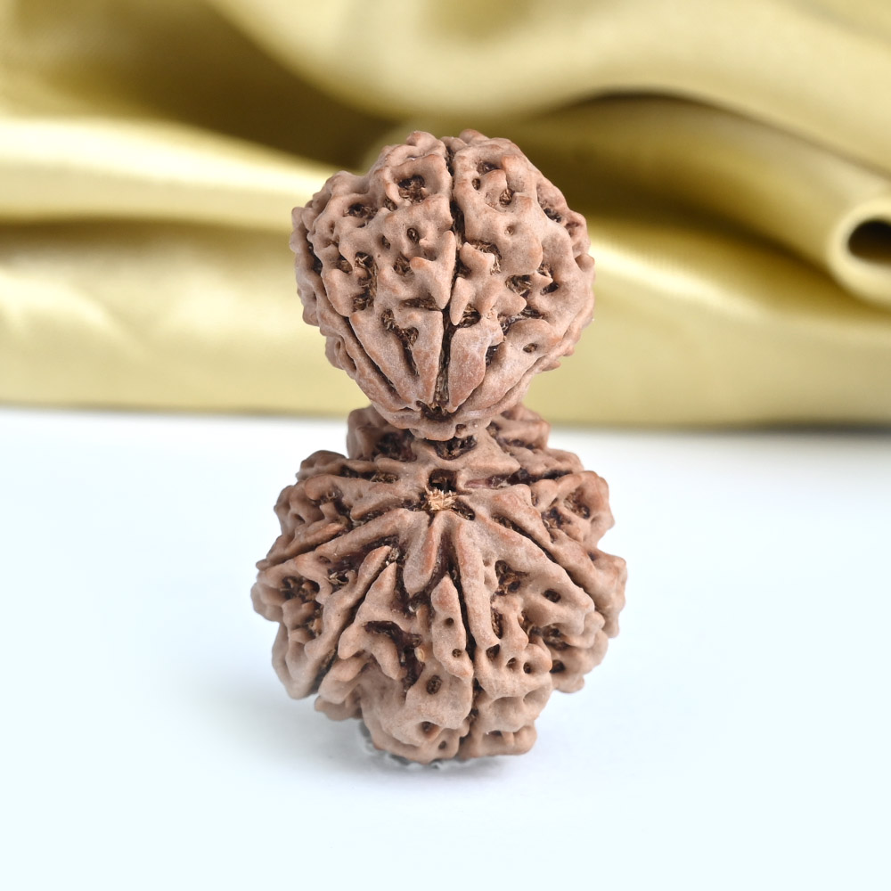 Collector Garbh Gauri 9 Mukhi from Nepal - I