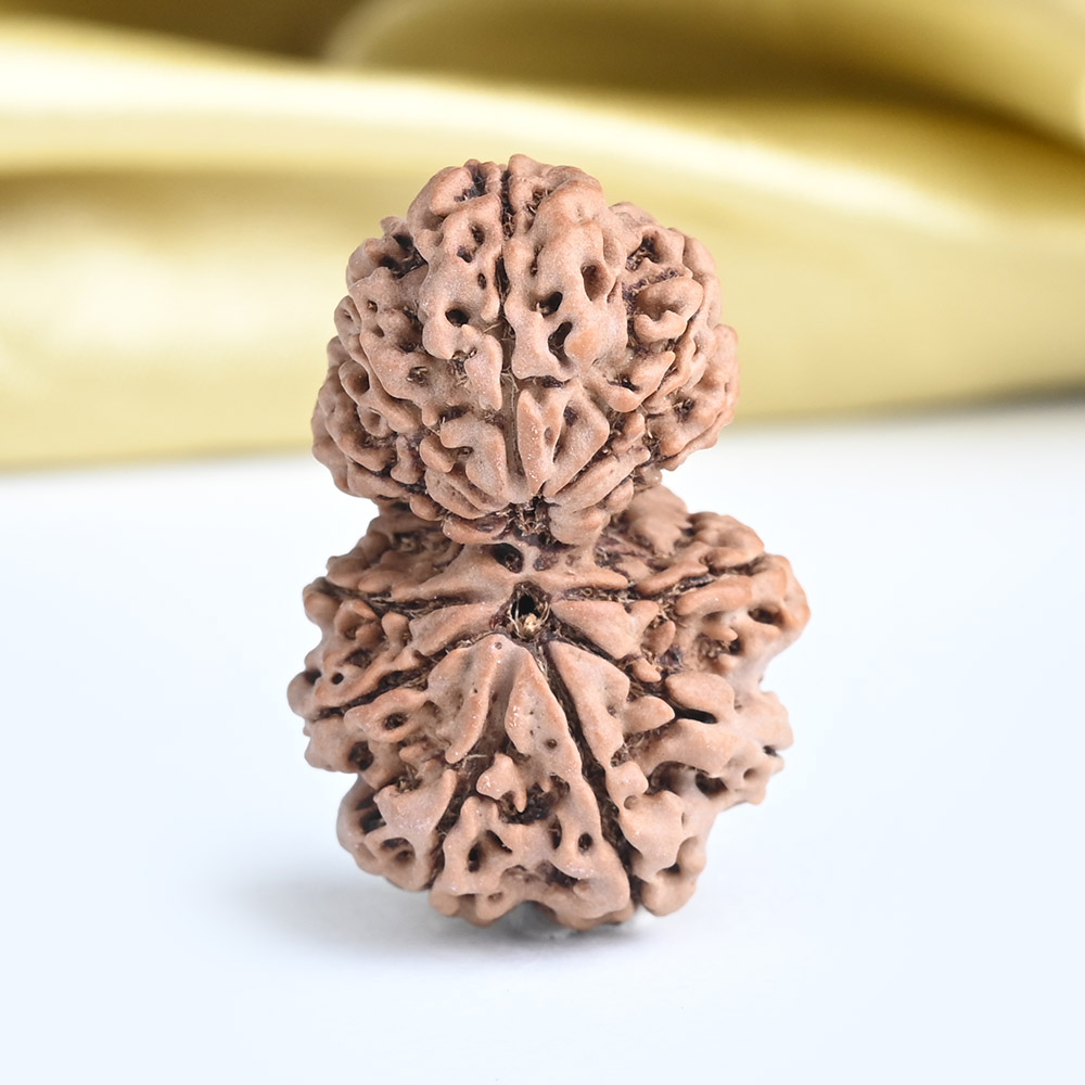 Garbh Gauri 11 mukhi from Nepal - II
