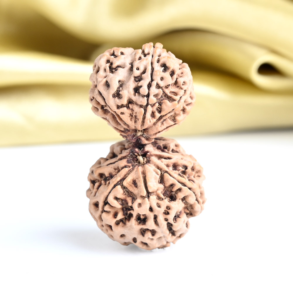 Collector Garbh Gauri 12 Mukhi from Nepal - I