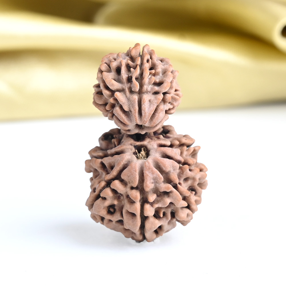 Collector Garbh Gauri 13 Mukhi from Nepal - I