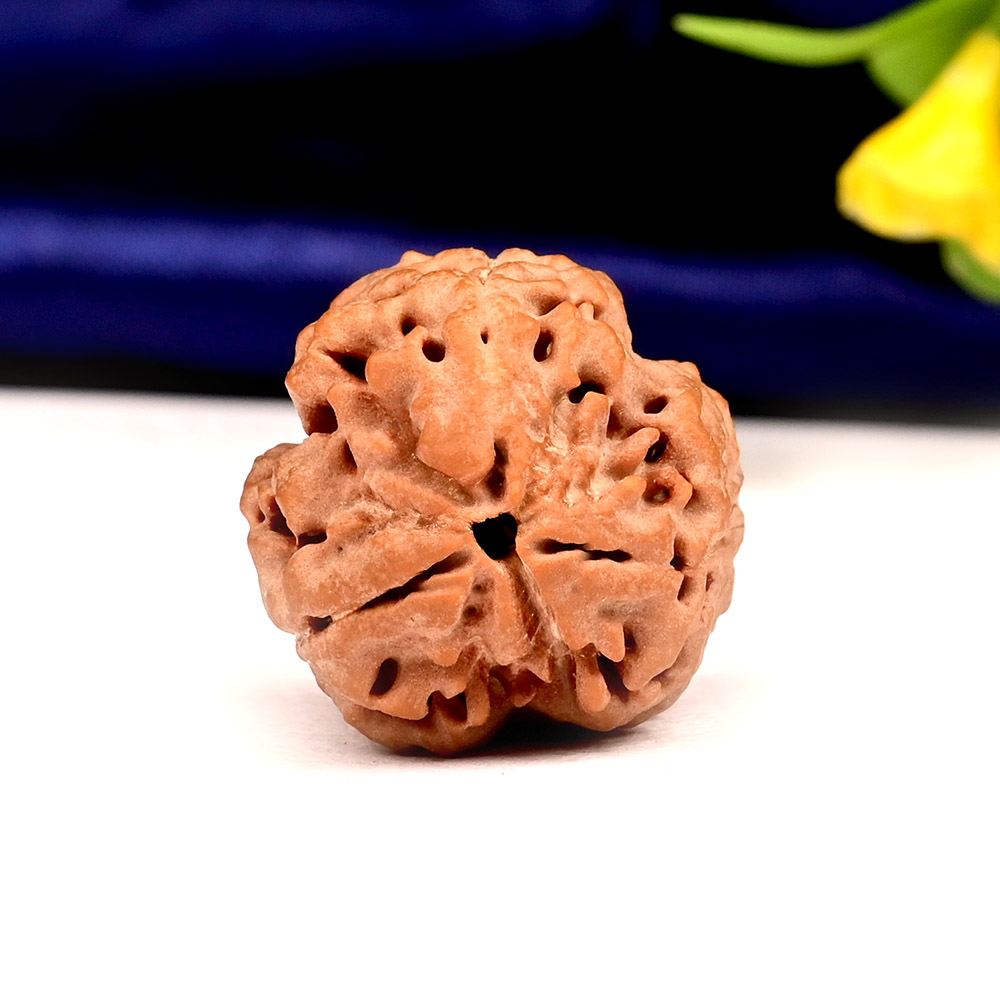 Collector 3 Mukhi Nepal - CCCXLVIII