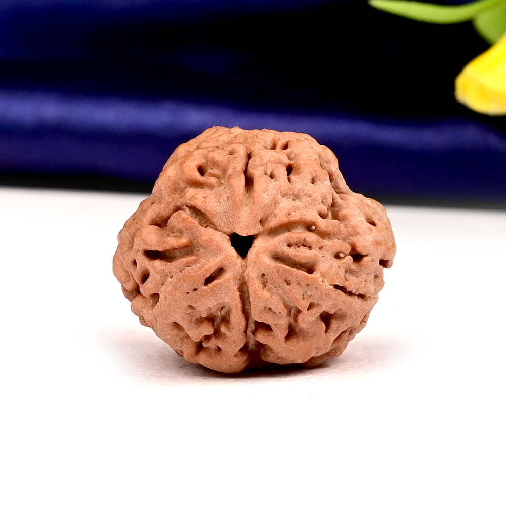 CB03RU Collector 3 Mukhi Nepal - CCCL