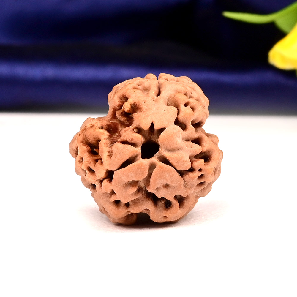 Collector 3 Mukhi Nepal - CCCLII