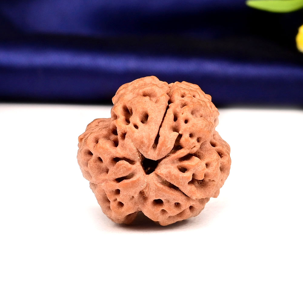 Collector 3 Mukhi Nepal - CCCLIII