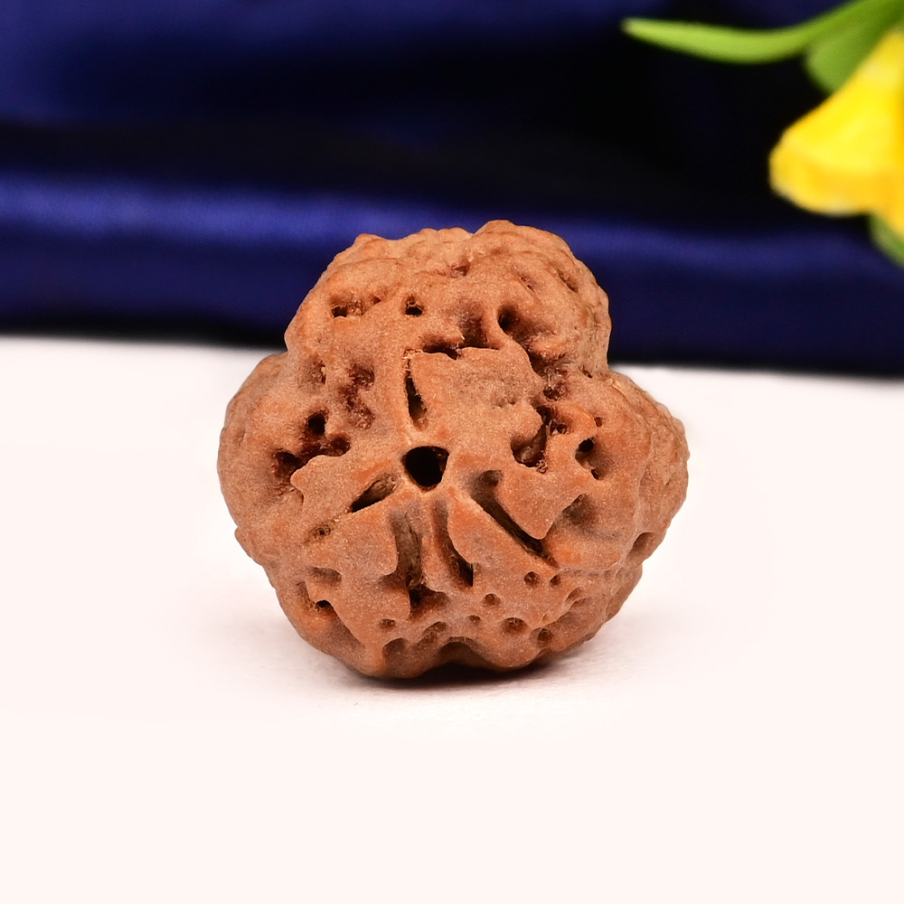 Collector 3 Mukhi Nepal - CCCLXIII