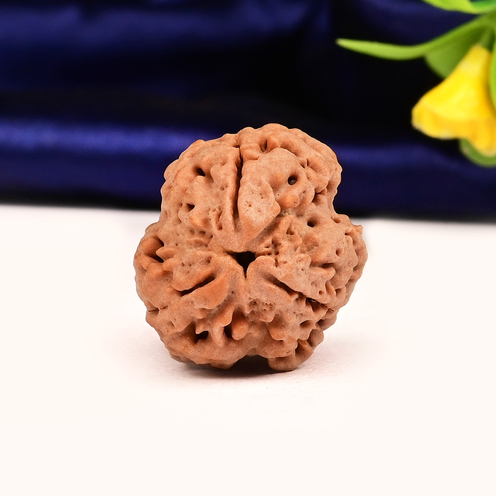 Collector 3 Mukhi Nepal - CCCLXIV