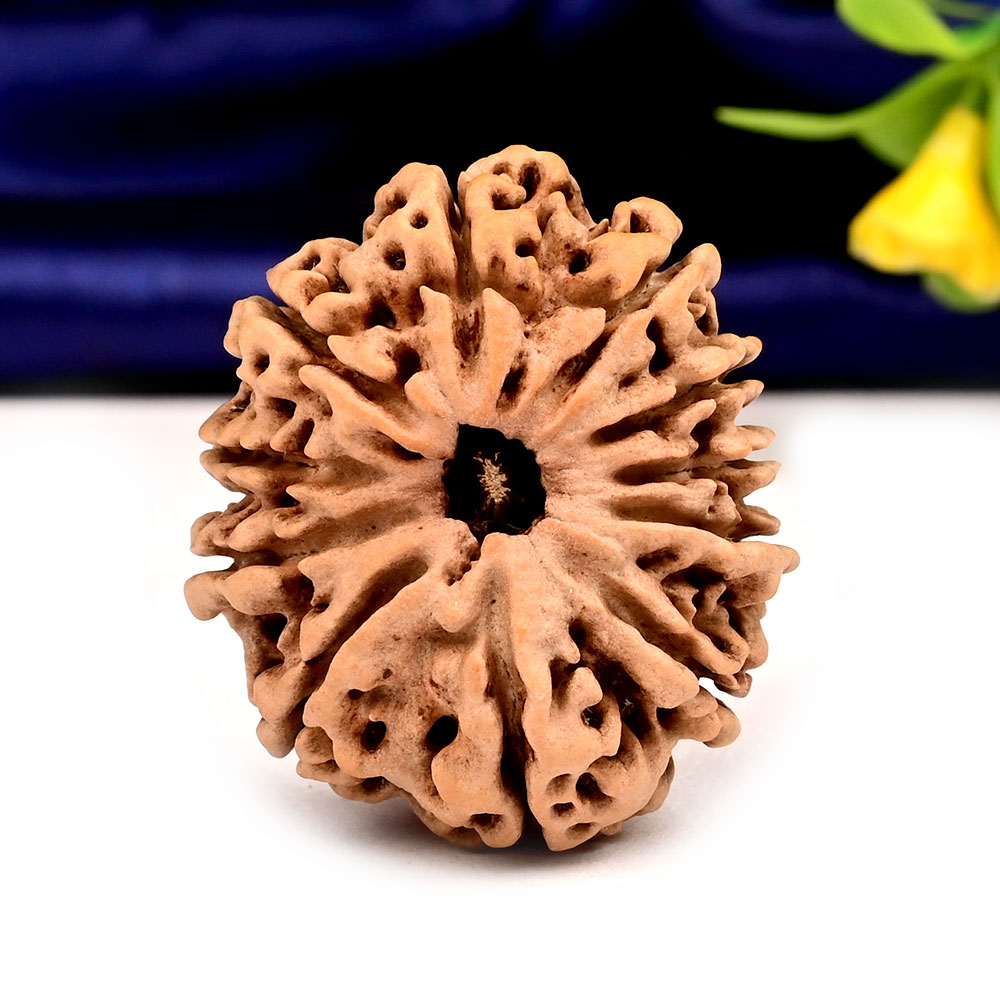 Collector  11 Mukhi from Nepal - CXLVI