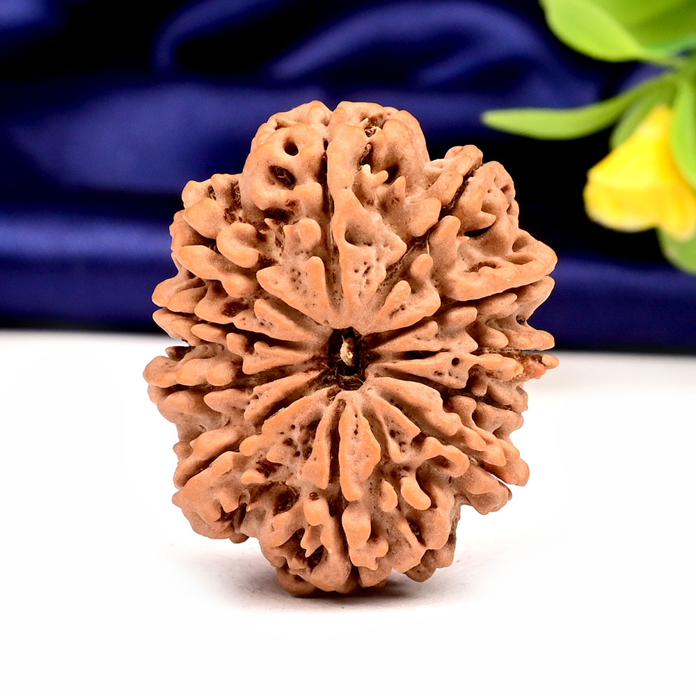 Collector  11 Mukhi from Nepal - CXLVII