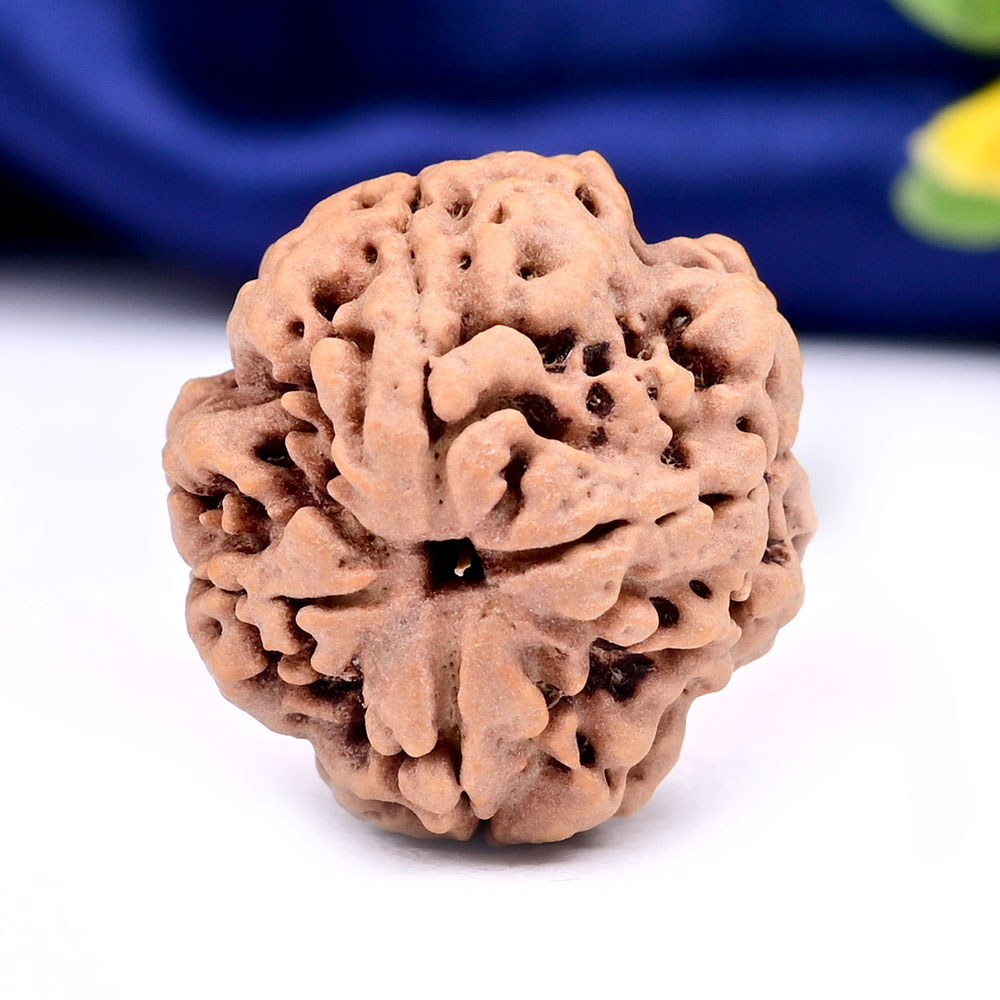  Collector 4 Mukhi from Nepal - CDXL