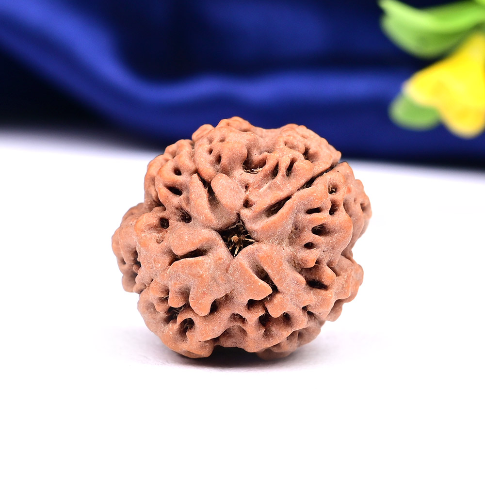 Collector 4 Mukhi from Nepal - CDXLV