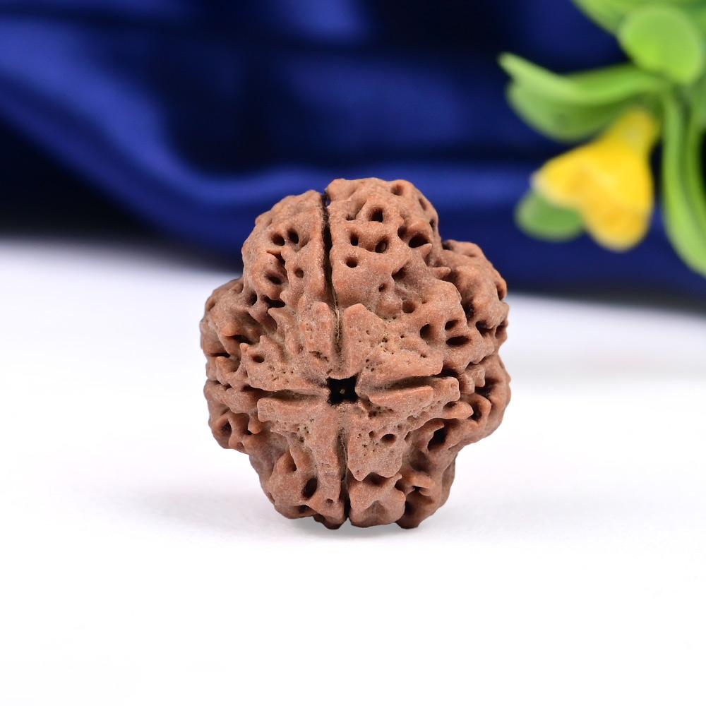 Collector 4 Mukhi from Nepal - CDXLVIII