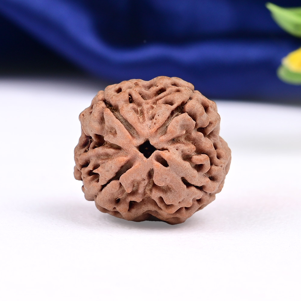 Collector 4 Mukhi from Nepal - CDXLIX