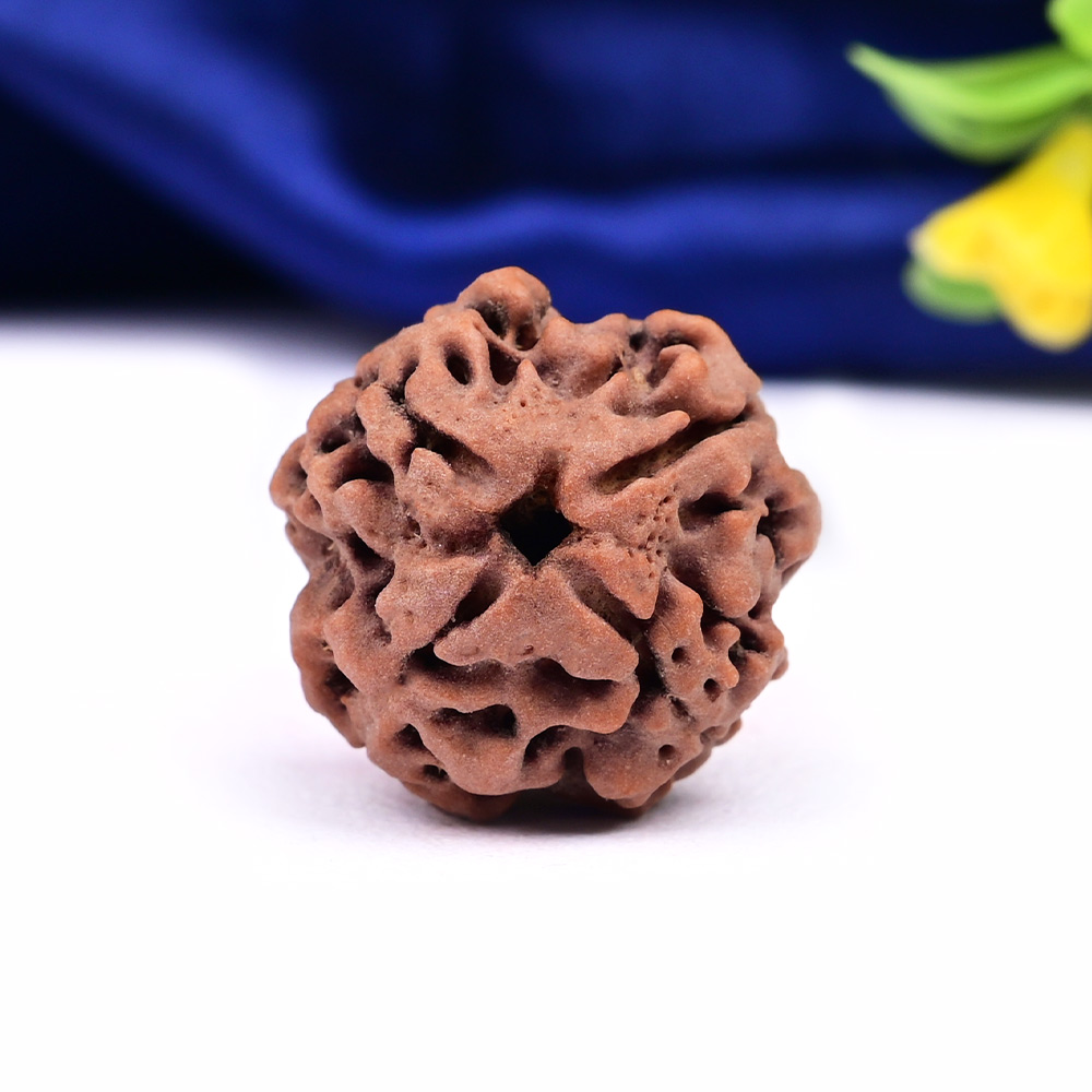 Collector 4 Mukhi from Nepal - CDLIV