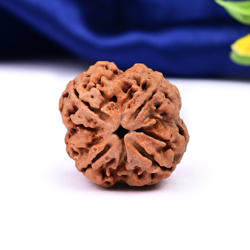 Collector 4 Mukhi from Nepal - CDLVI