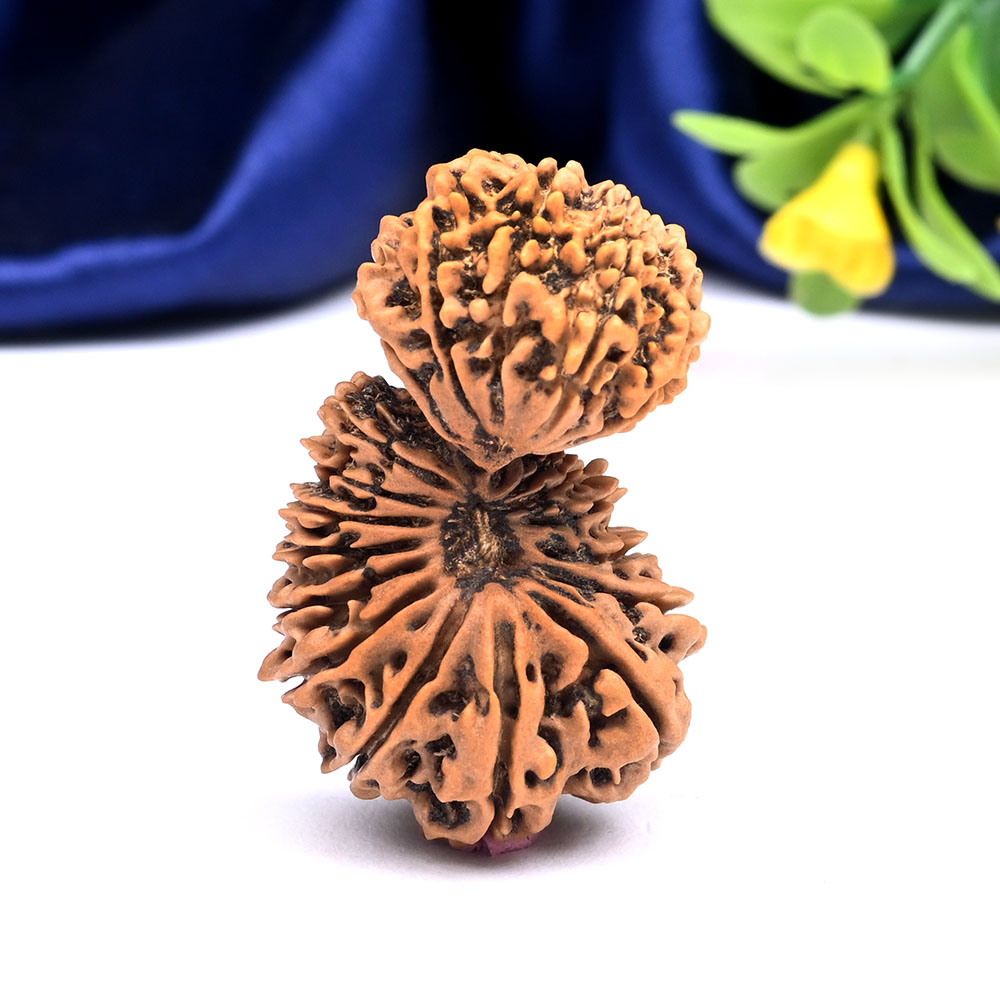 Super Collector Gauri Shankar 21 Mukhi from Nepal - I
