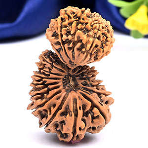 Super Collector Gauri Shankar 21 Mukhi from Nepal - I