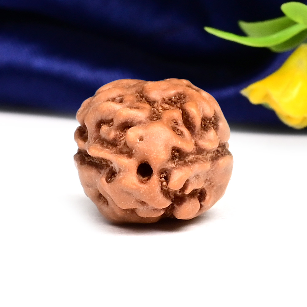 Collector 2 Mukhi from Java Indonesia - CLII