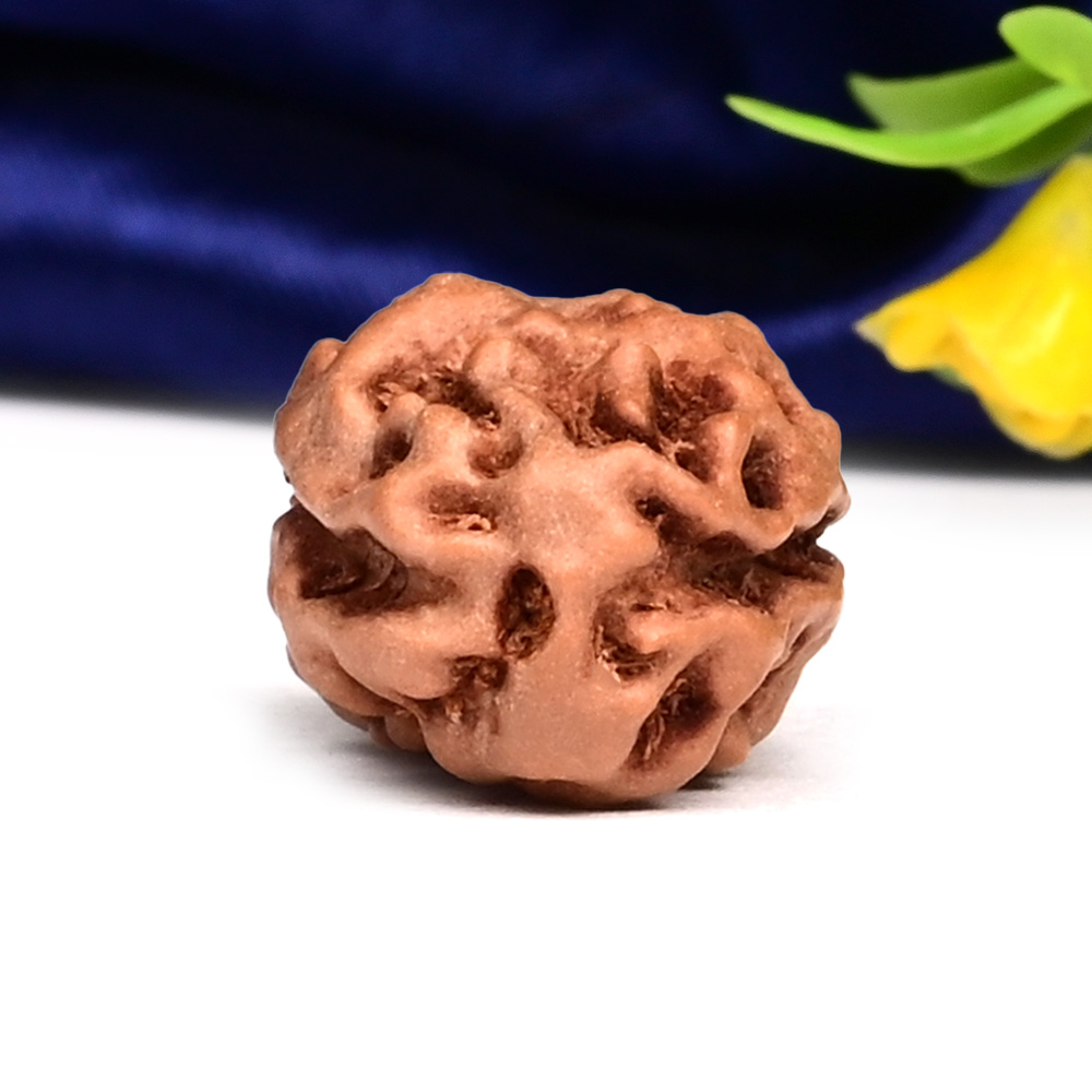 Collector 2 Mukhi from Java Indonesia - CLIII