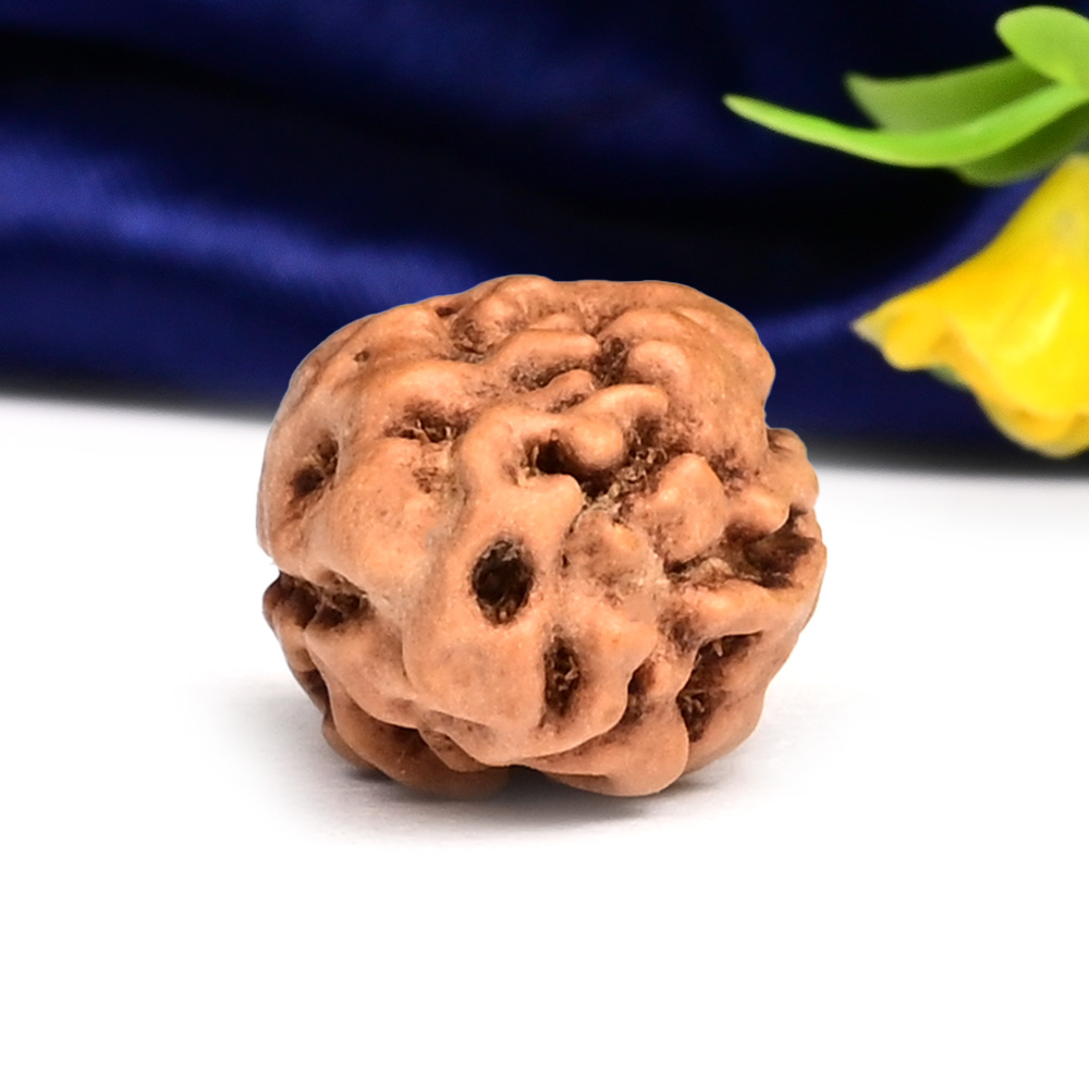 Collector 2 Mukhi from Java Indonesia - CLIV