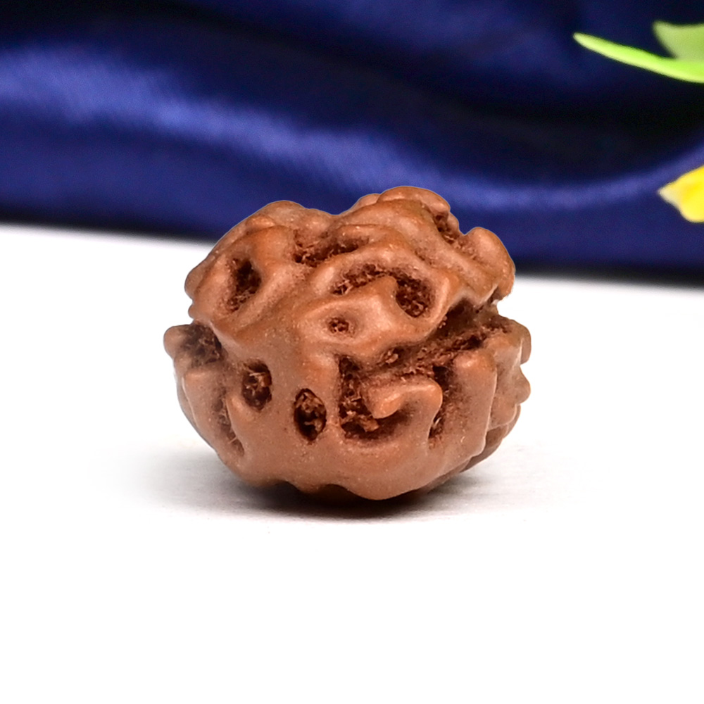 Collector 2 Mukhi from Java Indonesia - CLVI