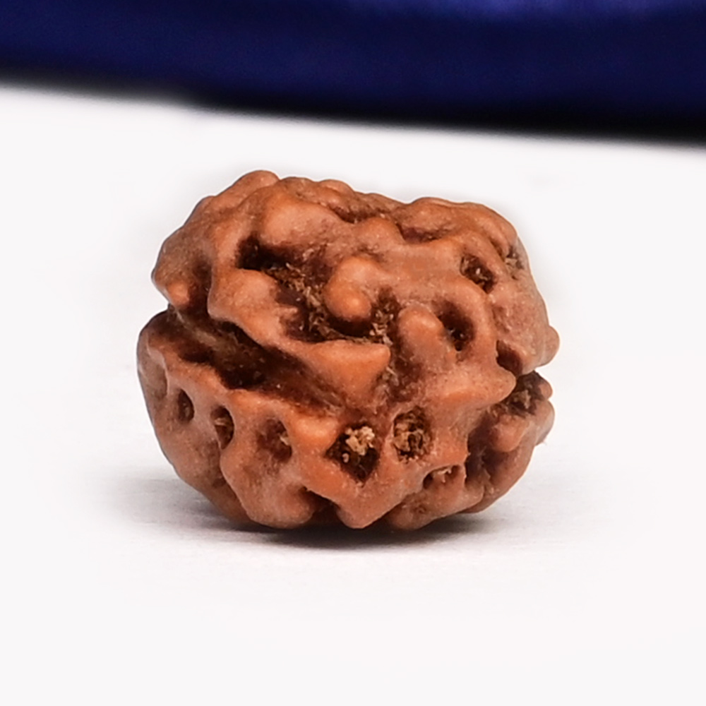 Collector 2 Mukhi from Java Indonesia - CLVIII