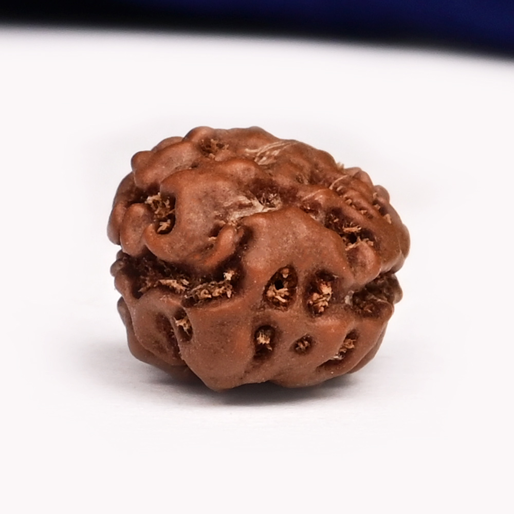 Collector 2 Mukhi from Java Indonesia - CLIX