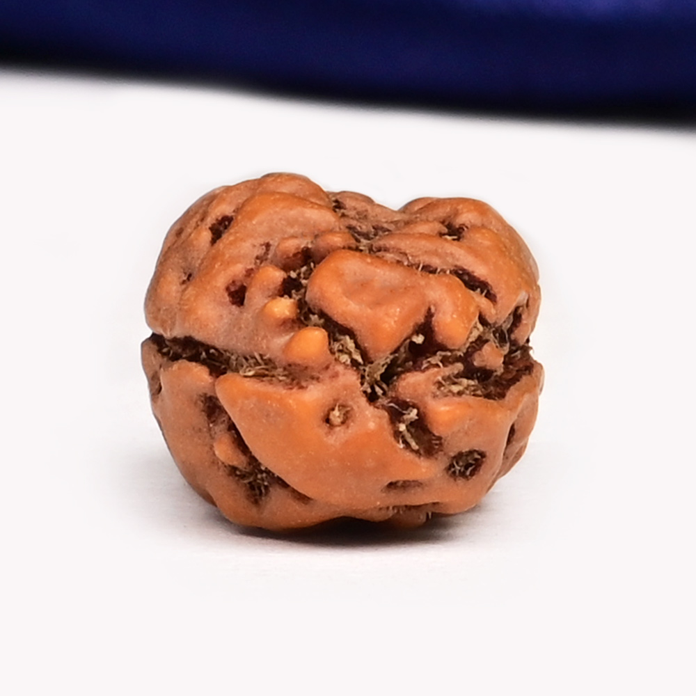 Collector 2 Mukhi from Java Indonesia - CLX