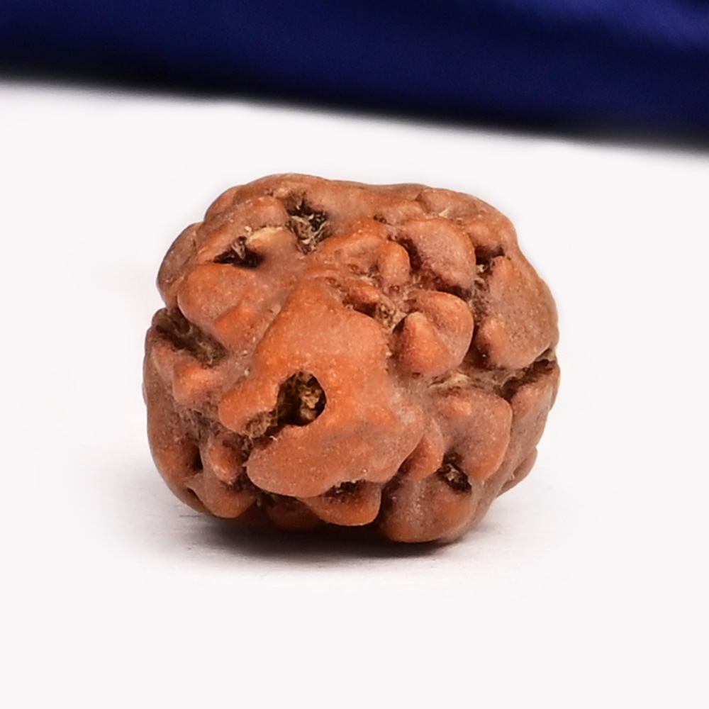 Collector 2 Mukhi from Java Indonesia - CLXI