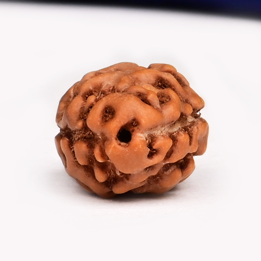 Collector 2 Mukhi from Java Indonesia - CLXII