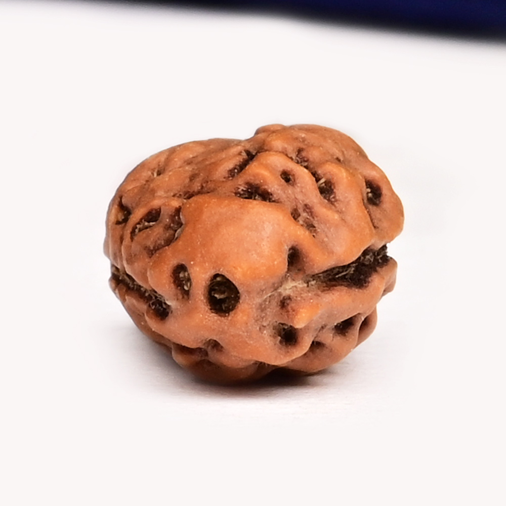 Collector 2 Mukhi from Java Indonesia - CLXIII