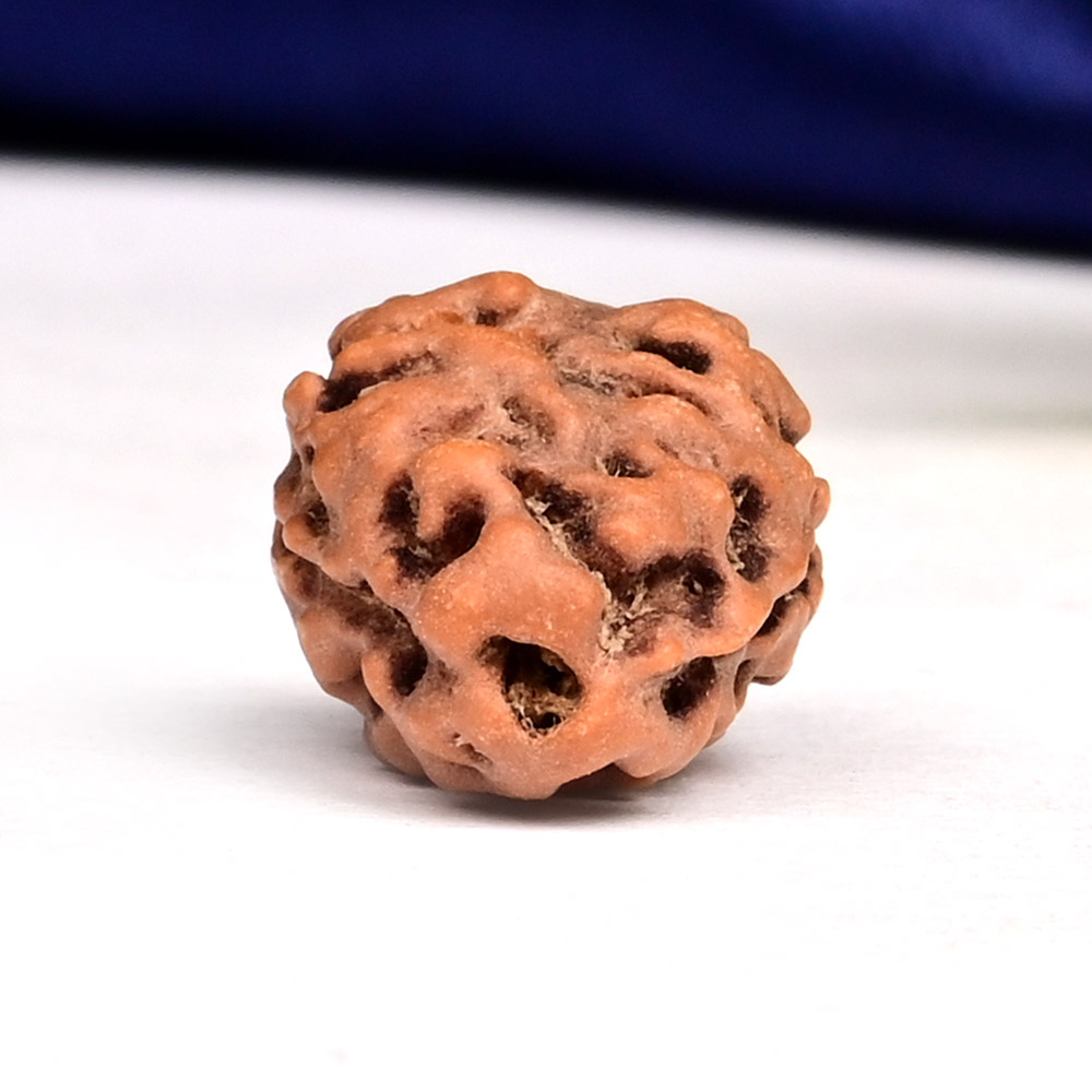 Collector 2 Mukhi from Java Indonesia - CLXIV